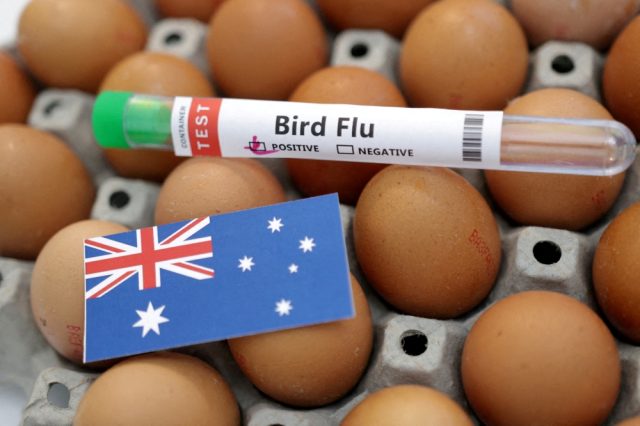 Australia-sahkan-kes-kedua-selesema-burung-H5N1-dalam-tempoh-tiga.JPG