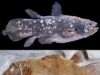 Coelacanth: Ikan Hidup yang Menjadi Saksi Penciptaan