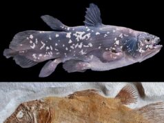 Coelacanth: Ikan Hidup yang Menjadi Saksi Penciptaan