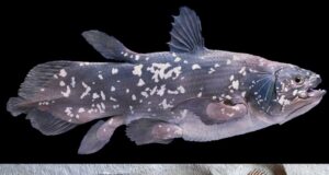Coelacanth: Ikan Hidup yang Menjadi Saksi Penciptaan