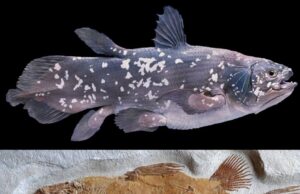 Coelacanth: Ikan Hidup yang Menjadi Saksi Penciptaan