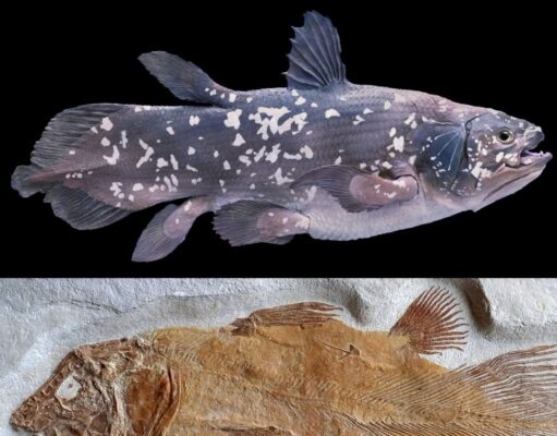 Coelacanth: Ikan Hidup yang Menjadi Saksi Penciptaan