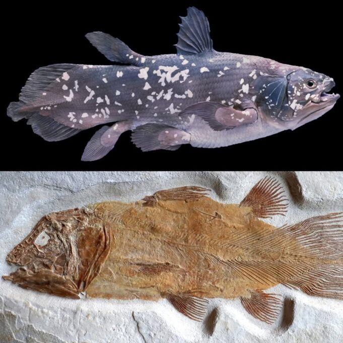 Coelacanth: Ikan Hidup yang Menjadi Saksi Penciptaan