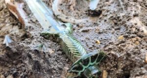 Penemuan Pedang Zaman Gangsa Berusia 3,000 Tahun di Jerman