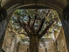 Keajaiban Alam: Pokok Yew Berusia 400 Tahun di Muckross Abbey, Ireland