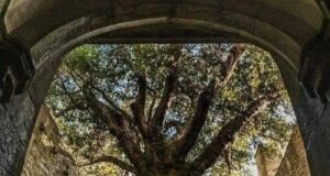 Keajaiban Alam: Pokok Yew Berusia 400 Tahun di Muckross Abbey, Ireland