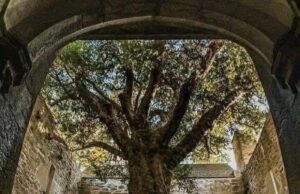 Keajaiban Alam: Pokok Yew Berusia 400 Tahun di Muckross Abbey, Ireland