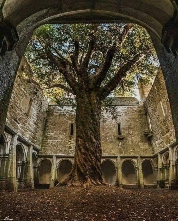 Keajaiban Alam: Pokok Yew Berusia 400 Tahun di Muckross Abbey, Ireland