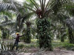 Tinjauan Ramalan Glenauk Economics: Tren Harga Minyak Sawit di Masa Hadapan