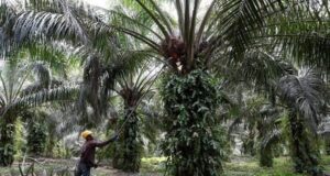 Tinjauan Ramalan Glenauk Economics: Tren Harga Minyak Sawit di Masa Hadapan