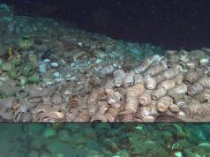 Memahami Temuan 100,000 Peralatan Seramik dari Dua Kapal Layar China di Dasar Laut 1500 Meter
