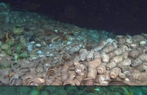 Memahami Temuan 100,000 Peralatan Seramik dari Dua Kapal Layar China di Dasar Laut 1500 Meter