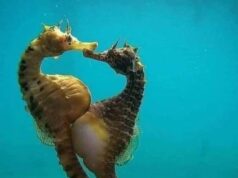 Momen Menakjubkan: Seahorse Betina Melahirkan di Bawah Laut