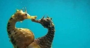 Momen Menakjubkan: Seahorse Betina Melahirkan di Bawah Laut