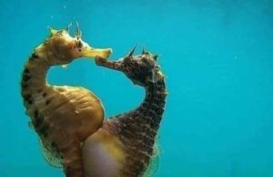 Momen Menakjubkan: Seahorse Betina Melahirkan di Bawah Laut
