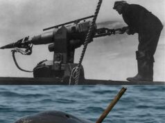 Penemuan Luar Biasa: Hasil Buruan Pemburu Inupiat di Pantai Alaska pada 2007