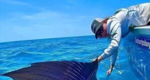 Kecepatan Terkecoh: Ikan Tercepat di Lautan!