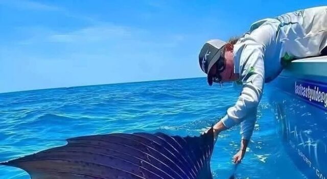 Kecepatan Terkecoh: Ikan Tercepat di Lautan!