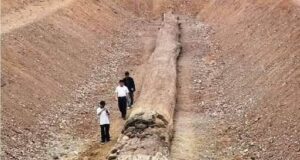 Penemuan Fosil Pohon Purba di Utara Thailand