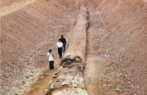Penemuan Fosil Pohon Purba di Utara Thailand