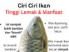 Manfaat Lemak Ikan untuk Kesihatan: Mengapa Anda Tidak Perlu Takut?