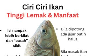 Manfaat Lemak Ikan untuk Kesihatan: Mengapa Anda Tidak Perlu Takut?