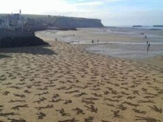 Penghormatan kepada 9000 Jiwa yang Hilang: Kenangan Tragedi D-…