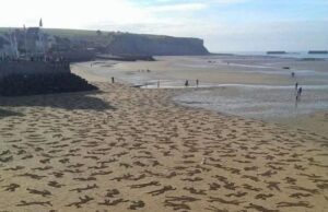 Penghormatan kepada 9000 Jiwa yang Hilang: Kenangan Tragedi D-…