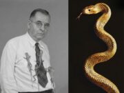 Tragedi Serpentina: Kisah Karl Patterson Schmidt dan Satu Gigitan Fatal
