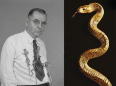 Tragedi Serpentina: Kisah Karl Patterson Schmidt dan Satu Gigitan Fatal