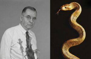 Tragedi Serpentina: Kisah Karl Patterson Schmidt dan Satu Gigitan Fatal