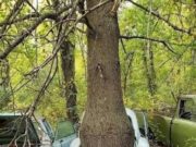 Keberanian Alam: Pokok Tumbuh Melalui Kereta Lama