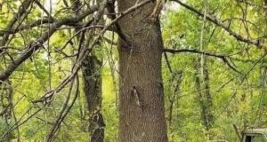 Keberanian Alam: Pokok Tumbuh Melalui Kereta Lama