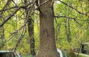 Keberanian Alam: Pokok Tumbuh Melalui Kereta Lama