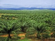 Indonesia Rancang Denda Hingga US$8.5 Bilion ke Atas Syarikat Sawit di Usaha Pemuliharaan Alam