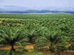 Indonesia Rancang Denda Hingga US$8.5 Bilion ke Atas Syarikat Sawit di Usaha Pemuliharaan Alam