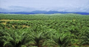 Indonesia Rancang Denda Hingga US$8.5 Bilion ke Atas Syarikat Sawit di Usaha Pemuliharaan Alam