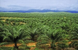 Indonesia Rancang Denda Hingga US$8.5 Bilion ke Atas Syarikat Sawit di Usaha Pemuliharaan Alam