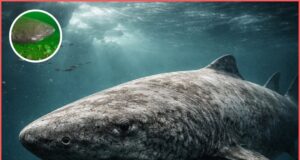 Makhluk Purba: Saksi Sejarah yang Lebih Tua dari Negara Moden