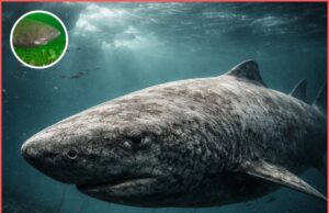 Makhluk Purba: Saksi Sejarah yang Lebih Tua dari Negara Moden