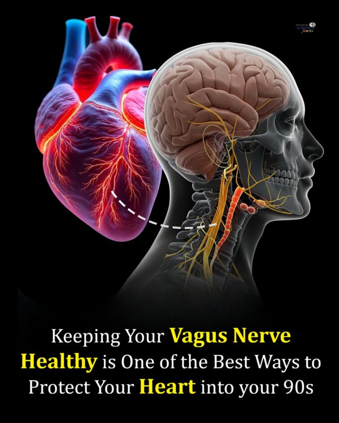 Pelindung Biologi: Ketenangan Jiwa sebagai Perisai Hati