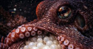 Pengorbanan Ibu Sotong: Menjaga Telur Selama Empat Tahun