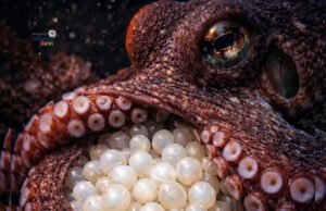 Pengorbanan Ibu Sotong: Menjaga Telur Selama Empat Tahun