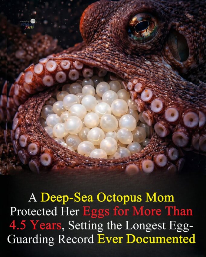 Pengorbanan Ibu Sotong: Menjaga Telur Selama Empat Tahun