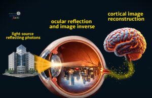 Memahami Pandangan Terbalik: Bagaimana Otak Menyesuaikan Realiti