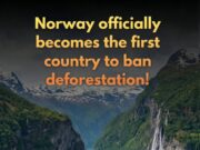 Norway Leads the Way: First Nation to Officially Ban Deforestation