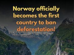Norway Leads the Way: First Nation to Officially Ban Deforestation