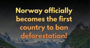 Norway Leads the Way: First Nation to Officially Ban Deforestation
