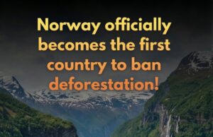 Norway Leads the Way: First Nation to Officially Ban Deforestation