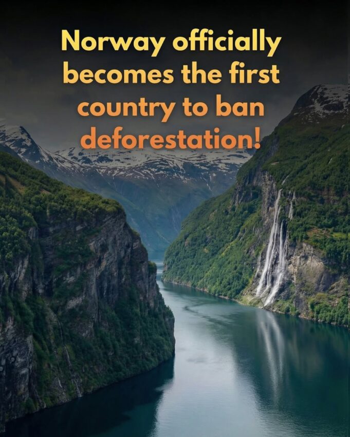 Norway Leads the Way: First Nation to Officially Ban Deforestation